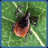 Lyme Disease